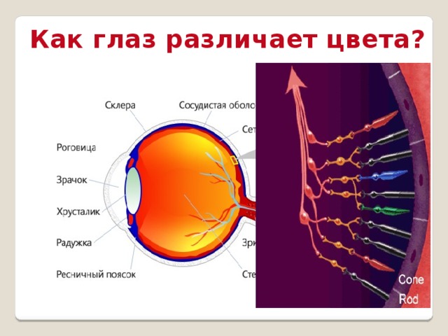 Как глаз различает цвета? 