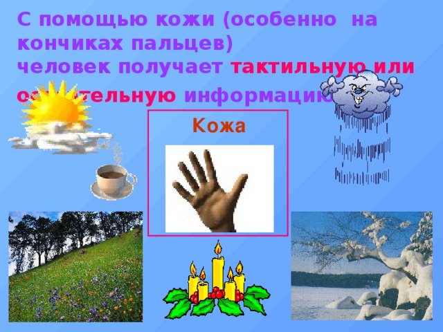 С помощью кожи (особенно на кончиках пальцев)  человек получает тактильную или осязательную информацию  Кожа 