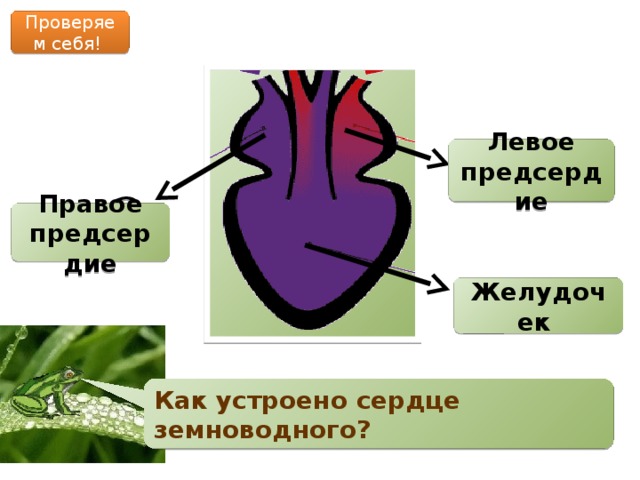 Проверяем себя! Левое предсердие 1 3 Правое предсердие Желудочек 2 Как устроено сердце земноводного? 