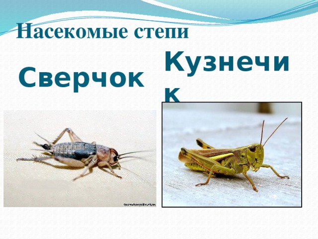 Насекомые степи Сверчок Кузнечик 