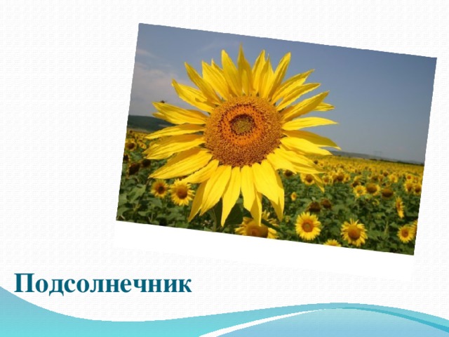 Вставка рисунка Подсолнечник 