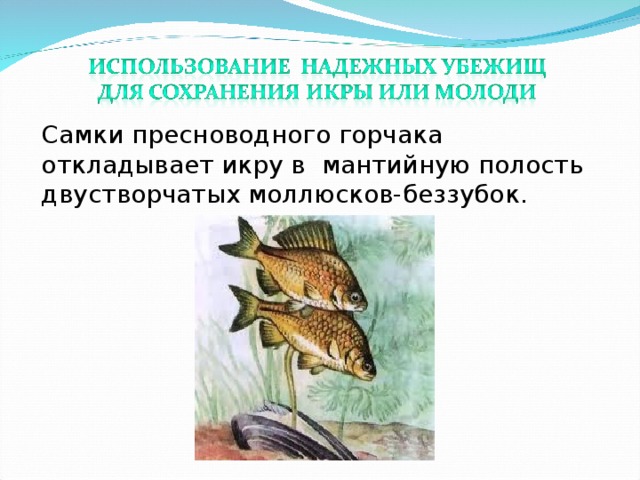 Самки пресноводного горчака откладывает икру в мантийную полость двустворчатых моллюсков-беззубок. 