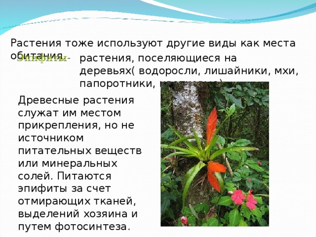 Растения тоже используют другие виды как места обитания. растения, поселяющиеся на деревьях( водоросли, лишайники, мхи, папоротники, цветковые). Древесные растения служат им местом прикрепления, но не источником питательных веществ или минеральных солей. Питаются эпифиты за счет отмирающих тканей, выделений хозяина и путем фотосинтеза. 