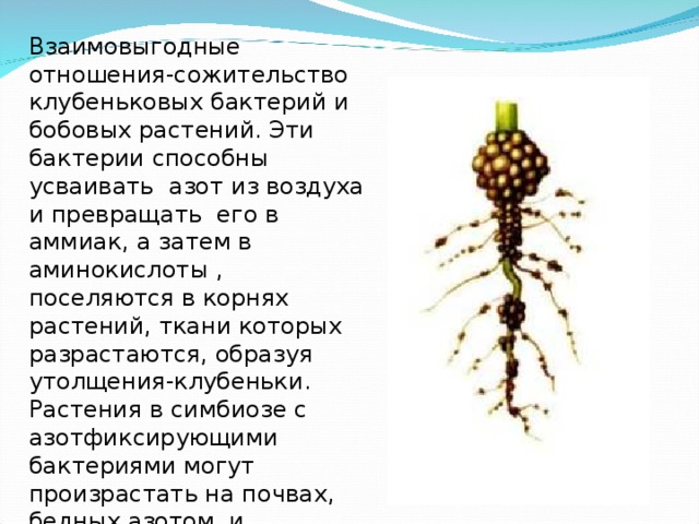 Взаимовыгодные отношения-сожительство клубеньковых бактерий и бобовых растений. Эти бактерии способны усваивать азот из воздуха и превращать его в аммиак, а затем в аминокислоты , поселяются в корнях растений, ткани которых разрастаются, образуя утолщения-клубеньки. Растения в симбиозе с азотфиксирующими бактериями могут произрастать на почвах, бедных азотом, и обогащать им почву. 