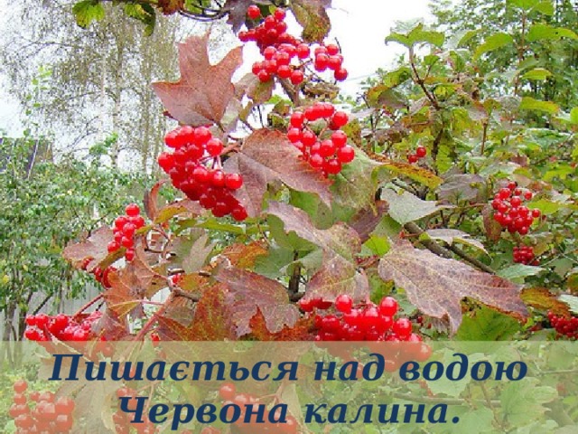 Пишається над водою  Червона калина. 
