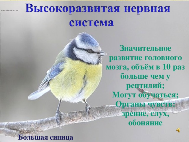 Значительное развитие головного мозга, объём в 10 раз больше чем у рептилий; Могут обучаться; Органы чувств: зрение, слух, обоняние Большая синица 19 