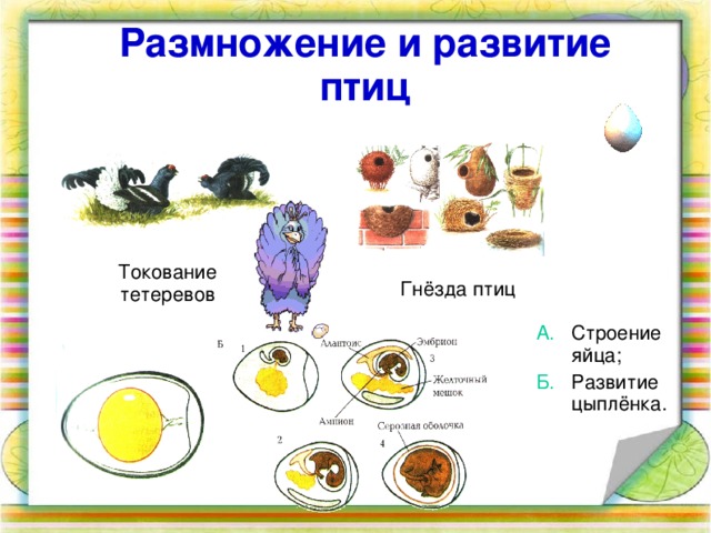 Размножение и развитие птиц Токование тетеревов Гнёзда птиц А. Строение яйца; Б. Развитие цыплёнка. А. Строение яйца; Б. Развитие цыплёнка. 