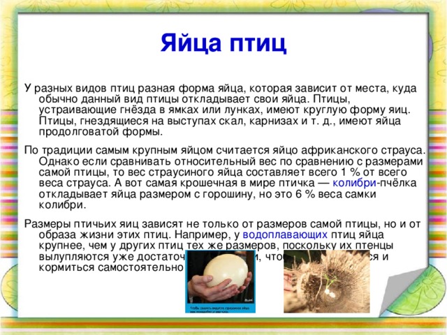Яйца птиц У разных видов птиц разная форма яйца, которая зависит от места, куда обычно данный вид птицы откладывает свои яйца. Птицы, устраивающие гнёзда в ямках или лунках, имеют круглую форму яиц. Птицы, гнездящиеся на выступах скал, карнизах и т. д., имеют яйца продолговатой формы. По традиции самым крупным яйцом считается яйцо африканского страуса. Однако если сравнивать относительный вес по сравнению с размерами самой птицы, то вес страусиного яйца составляет всего 1 % от всего веса страуса. А вот самая крошечная в мире птичка — колибри -пчёлка откладывает яйца размером с горошину, но это 6 % веса самки колибри. Размеры птичьих яиц зависят не только от размеров самой птицы, но и от образа жизни этих птиц. Например, у водоплавающих птиц яйца крупнее, чем у других птиц тех же размеров, поскольку их птенцы вылупляются уже достаточно развитыми, чтобы передвигаться и кормиться самостоятельно 