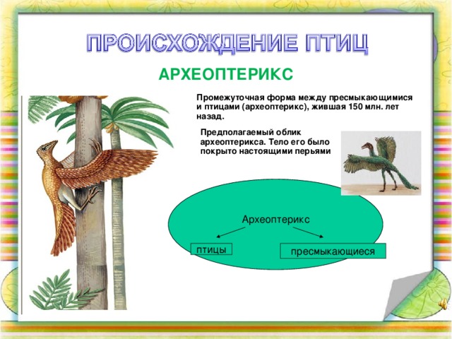  АРХЕОПТЕРИКС Промежуточная форма между пресмыкающимися и птицами (археоптерикс), жившая 150 млн. лет назад.          Предполагаемый облик археоптерикса. Тело его было покрыто настоящими перьями Археоптерикс птицы пресмыкающиеся 