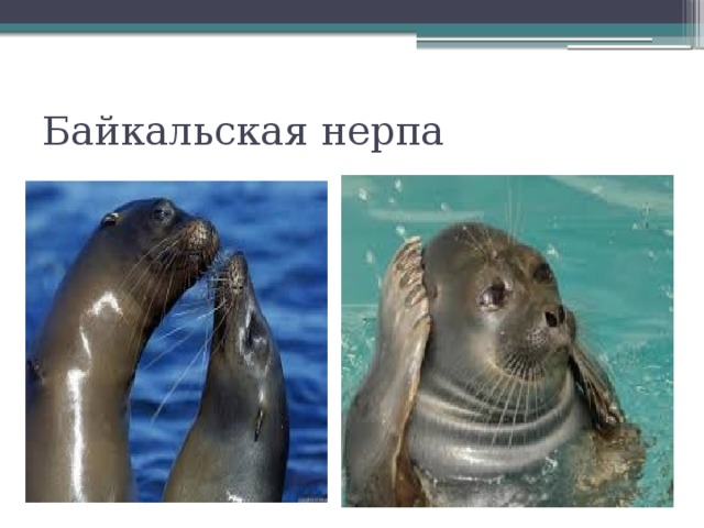 Байкальская нерпа 