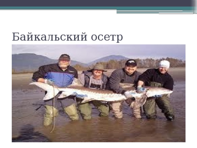 Байкальский осетр 