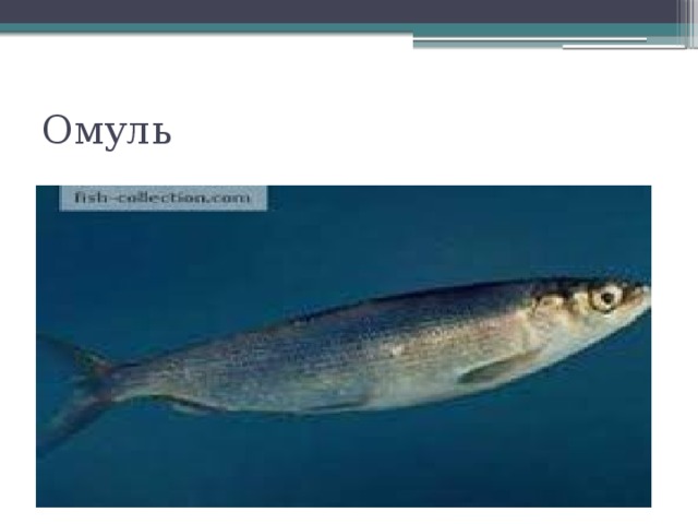 Омуль 