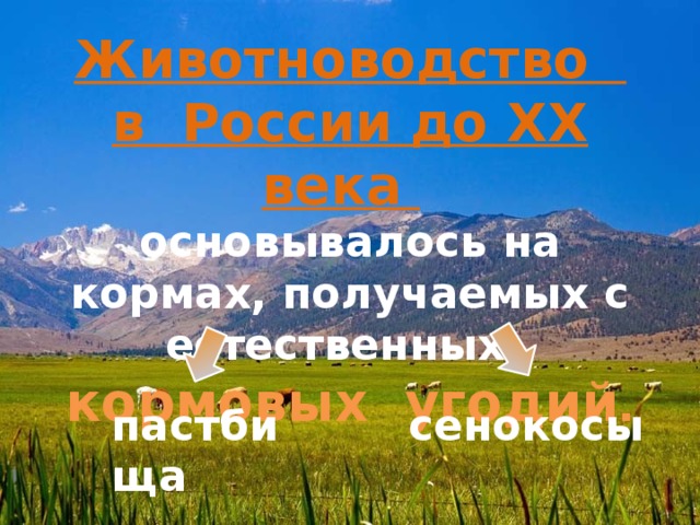 Животноводство в России до ХХ века  основывалось на кормах, получаемых с естественных кормовых угодий . сенокосы пастбища 