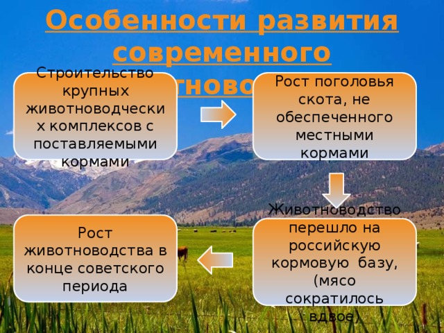 Особенности развития современного животноводства:  Строительство крупных животноводческих комплексов с поставляемыми кормами Рост поголовья скота, не обеспеченного местными кормами Рост животноводства в конце советского периода Животноводство перешло на российскую кормовую базу, (мясо сократилось вдвое) 