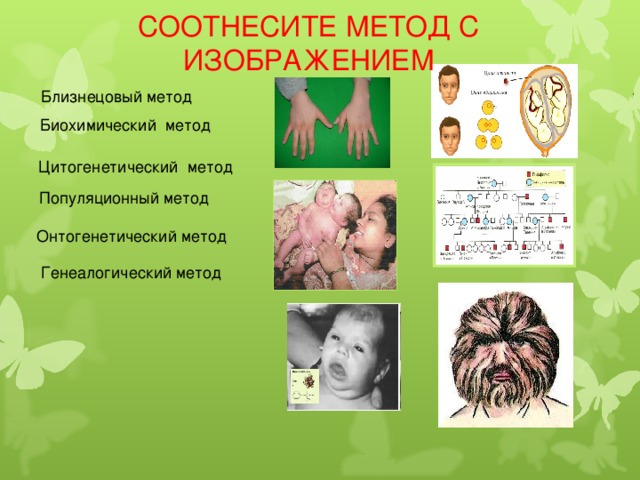 СООТНЕСИТЕ МЕТОД С ИЗОБРАЖЕНИЕМ Близнецовый метод Биохимический метод Цитогенетический метод Популяционный метод Онтогенетический метод Генеалогический метод 