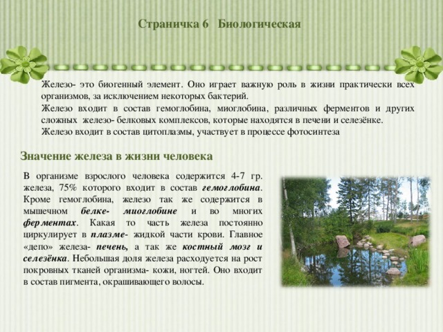Страничка 6 Биологическая  Железо- это биогенный элемент. Оно играет важную роль в жизни практически всех организмов, за исключением некоторых бактерий. Железо входит в состав гемоглобина, миоглобина, различных ферментов и других сложных железо- белковых комплексов, которые находятся в печени и селезёнке. Железо входит в состав цитоплазмы, участвует в процессе фотосинтеза Значение железа в жизни человека В организме взрослого человека содержится 4-7 гр. железа, 75% которого входит в состав гемоглобина . Кроме гемоглобина, железо так же содержится в мышечном белке- миоглобине и во многих ферментах . Какая то часть железа постоянно циркулирует в плазме - жидкой части крови. Главное «депо» железа- печень, а так же костный мозг и селезёнка . Небольшая доля железа расходуется на рост покровных тканей организма- кожи, ногтей. Оно входит в состав пигмента, окрашивающего волосы. 