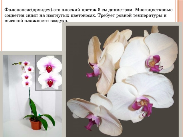Фаленопсис(орхидея)-это плоский цветок 5 см диаметром. Многоцветковые соцветия сидят на изогнутых цветоносах. Требует ровной температуры и высокой влажности воздуха. 