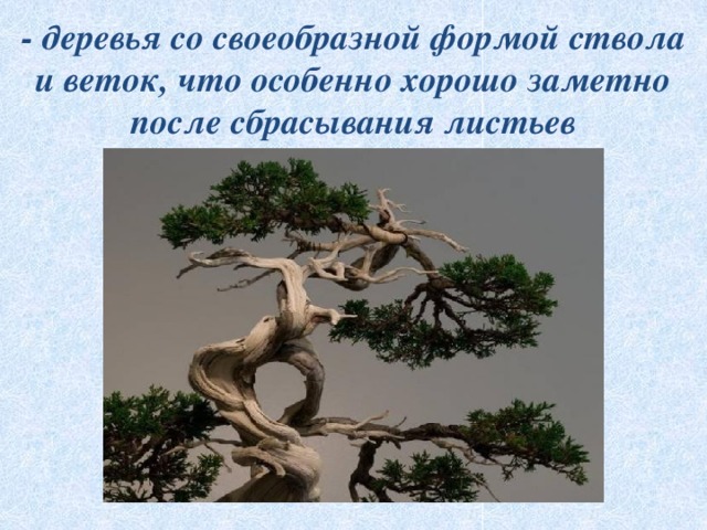  - деревья со своеобразной формой ствола и веток, что особенно хорошо заметно после сбрасывания листьев   