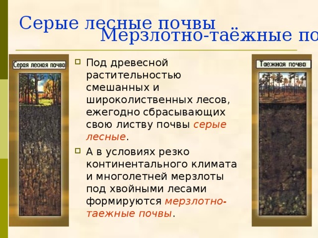   Мерзлотно-таёжные почвы Серые лесные почвы   Под древесной растительностью смешанных и широколиственных лесов, ежегодно сбрасывающих свою листву почвы серые лесные . А в условиях резко континентального климата и многолетней мерзлоты под хвойными лесами формируются мерзлотно-таежные почвы . 