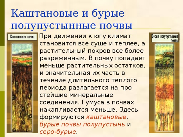 Каштановые и бурые полупустынные почвы  При движении к югу климат становится все суше и теплее, а растительный покров все более разреженным. В почву попадает меньше растительных остатков, и значительная их часть в течение длительного теплого периода разлагается на про­стейшие минеральные соединения. Гумуса в почвах накапливается меньше. Здесь формируются каштановые , бурые почвы полупустынь  и серо-бурые . 