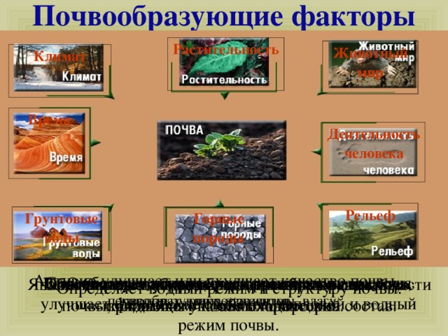 Почвообразующие факторы Растительность Животный мир Климат Время Деятельность человека Рельеф Грунтовые воды Горные породы Активно улучшает или ухудшает качество почвы. Способствует накоплению органических веществ, улучшает физические свойства, тепловой и водный режим почвы. Вспомните какую роль играет в образовании почв каждый из указанных факторов. Являются источником образования минеральной части почвы, влияющим на её механический состав. Обеспечивает образование перегноя – вещества, придающего почве плодородие. Определяет распределение климатических почвообразующих элементов.  Влияет на тип и качество почвы, воздействуя на растения, животных, микроорганизмы, влагу. Определяет мощность почвенного слоя. Определяет водный режим и структуру почвы. 