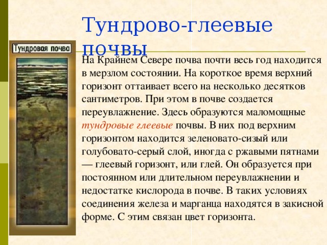 Тундрово-глеевые почвы На Крайнем Севере почва почти весь год находится в мерзлом состоянии. На короткое время верхний горизонт оттаивает всего на несколько десятков сантиметров. При этом в почве создается переувлажнение. Здесь образу­ются маломощные тундровые глеевые  почвы. В них под верхним горизонтом находится зеленовато-сизый или голубовато-серый слой, иногда с ржавыми пятнами — глеевый горизонт, или глей. Он образуется при постоянном или длительном переувлажнении и недостатке кислорода в почве. В таких условиях соединения железа и марганца находятся в закисной форме. С этим связан цвет горизонта. 