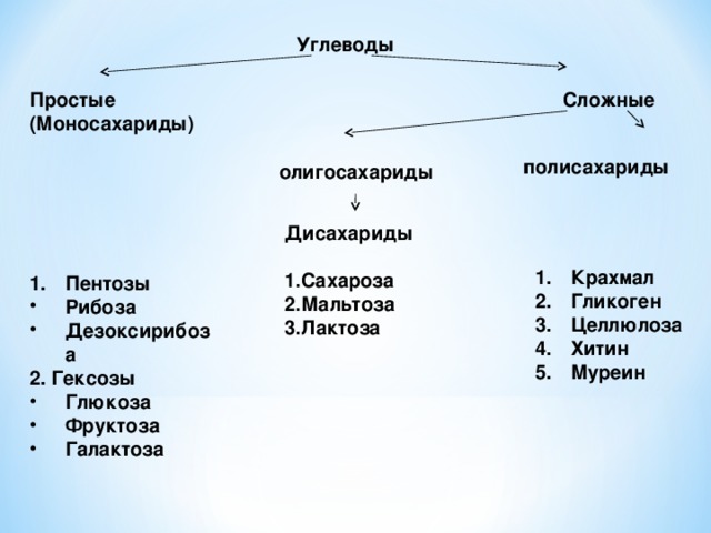 Углеводы Простые (Моносахариды) Сложные полисахариды олигосахариды Дисахариды Сахароза Мальтоза Лактоза  Крахмал Гликоген Целлюлоза Хитин Муреин Пентозы Рибоза Дезоксирибоза 2. Гексозы Глюкоза Фруктоза Галактоза  