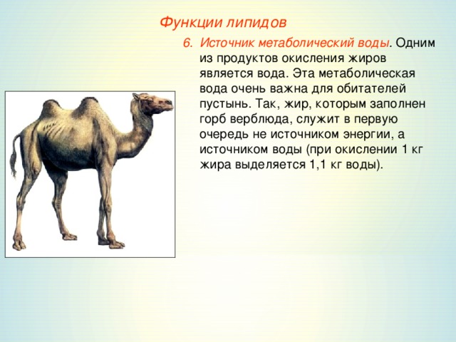 Функции липидов Источник метаболический воды . Одним из продуктов окисления жиров является вода. Эта метаболическая вода очень важна для обитателей пустынь. Так, жир, которым заполнен горб верблюда, служит в первую очередь не источником энергии, а источником воды (при окислении 1 кг жира выделяется 1,1 кг воды).  