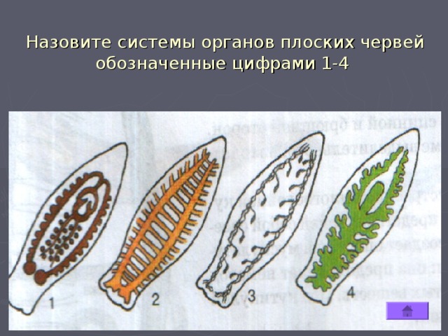 Назовите системы органов плоских червей обозначенные цифрами 1-4   