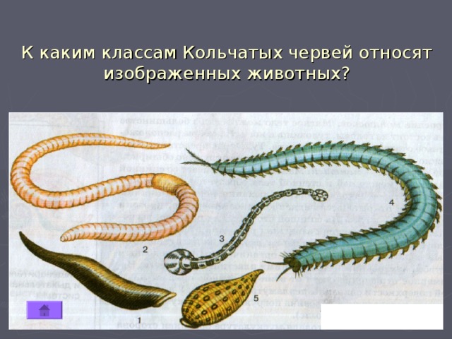 К каким классам Кольчатых червей относят изображенных животных? 