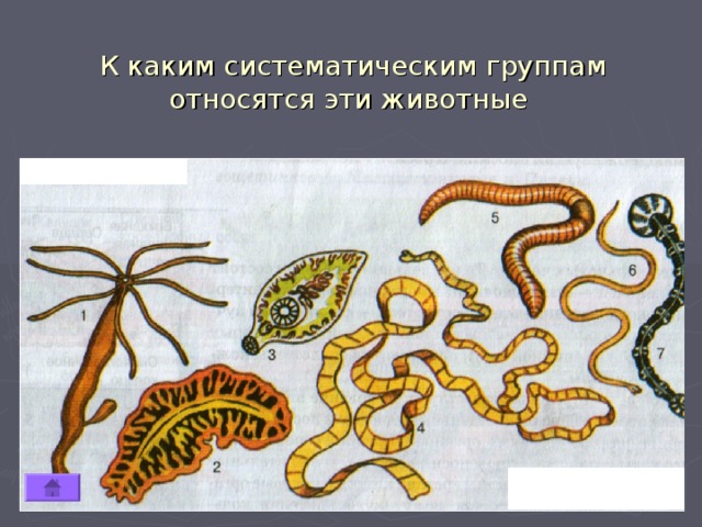 К каким систематическим группам относятся эти животные 