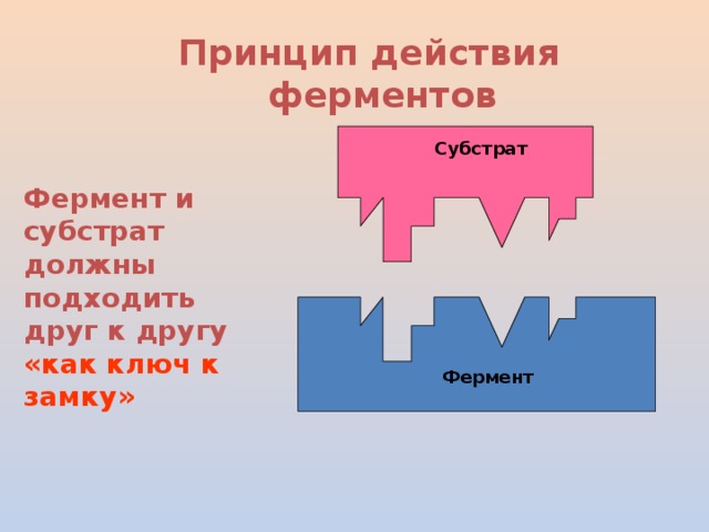 Принцип действия ферментов Субстрат Фермент и субстрат должны подходить друг к другу «как ключ к замку» Фермент 