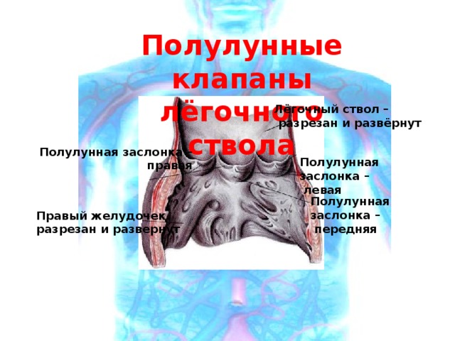 Полулунные клапаны лёгочного ствола Лёгочный ствол –  разрезан и развёрнут Полулунная заслонка –  правая Полулунная заслонка –  левая Полулунная заслонка –  передняя Правый желудочек разрезан и развернут 