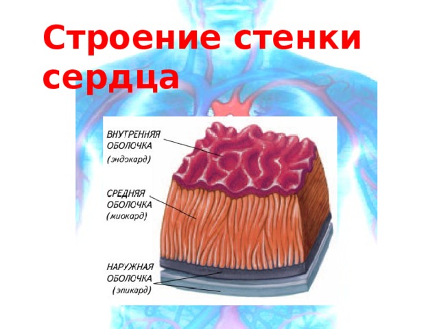 Строение стенки сердца 