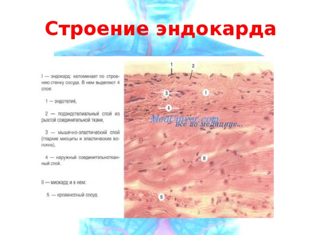 Строение эндокарда 