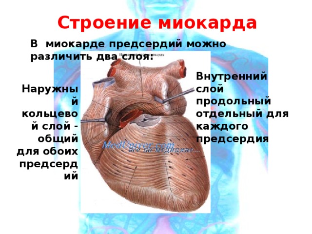 Строение миокарда В миокарде предсердий можно различить два слоя:  Внутренний слой продольный отдельный для каждого предсердия Наружный кольцевой слой - общий для обоих предсердий 