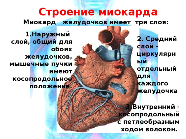 Строение миокарда Миокард желудочков имеет три слоя: 1.Наружный слой, общий для обоих желудочков, мышечные пучки имеют косопродольное положение.   2. Средний слой – циркулярный отдельный для каждого желудочка . 3.Внутренний - косопродольный с петлеобразным ходом волокон. 