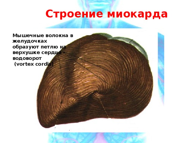Строение миокарда Мышечные волокна в желудочках образуют петлю на верхушке сердца - водоворот  (vortex cordis) 