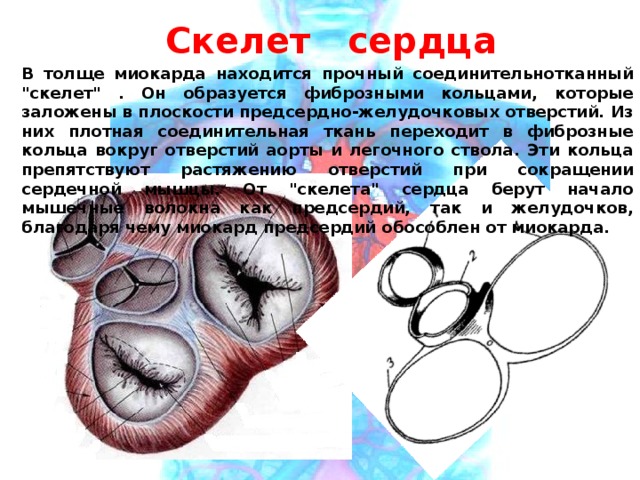 Скелет сердца В толще миокарда находится прочный соединительнотканный 