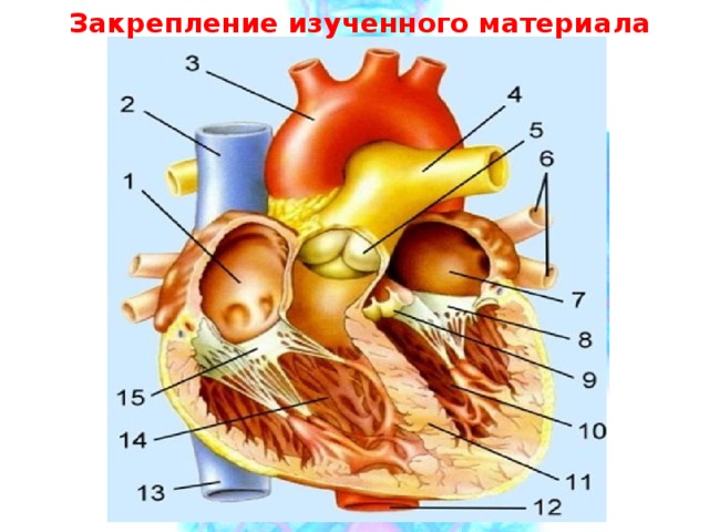 Закрепление изученного материала 