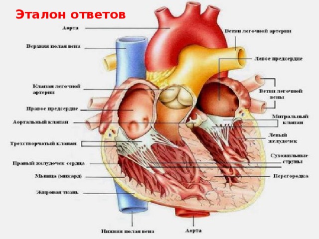 Эталон ответов 