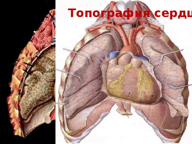 Топография сердца 