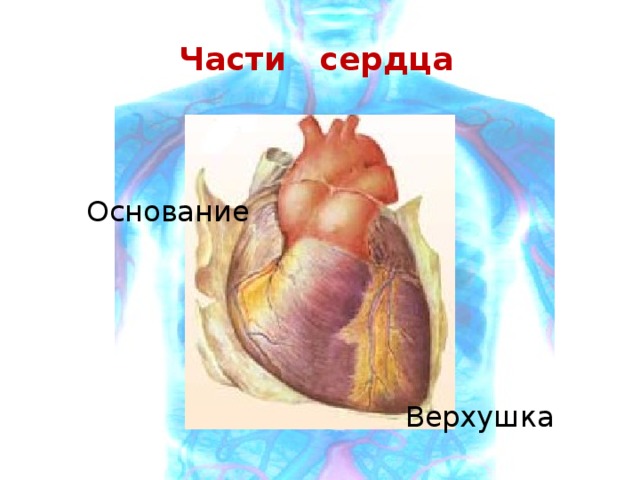 Части сердца Основание  Верхушка  