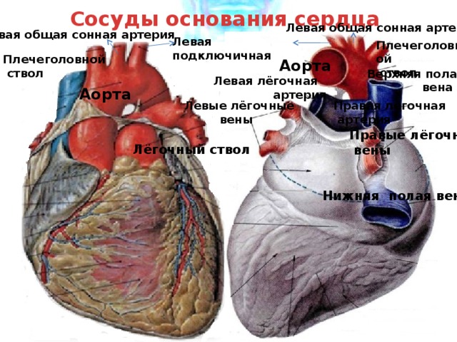 Сосуды основания сердца Левая общая сонная артерия Левая общая сонная артерия Левая подключичная Плечеголовной  ствол Плечеголовной  ствол Аорта Верхняя полая  вена Левая лёгочная  артерия Аорта Левые лёгочные Правая лёгочная  вены  артерия Правые лёгочные  вены Лёгочный ствол Нижняя полая вена 