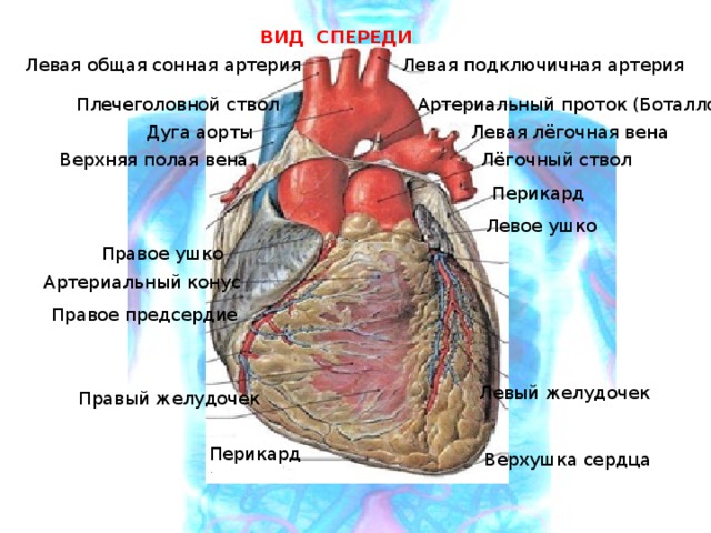 ВИД СПЕРЕДИ Левая подключичная артерия Левая общая сонная артерия Плечеголовной ствол Артериальный проток (Боталлов) Дуга аорты Левая лёгочная вена Верхняя полая вена Лёгочный ствол Перикард Левое ушко Правое ушко Артериальный конус Правое предсердие Левый желудочек Правый желудочек Перикард Верхушка сердца 