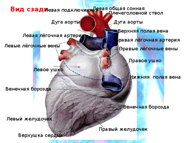 Вид сзади Левая общая сонная Левая подключичная Плечеголовной ствол Дуга аорты Дуга аорты Верхняя полая вена Левая лёгочная артерия Правая лёгочная артерия Левые лёгочные вены Правые лёгочные вены Правое ушко Левое ушко Нижняя полая вена Венечная борозда Венечная борозда Левый желудочек Правый желудочек Верхушка сердца 