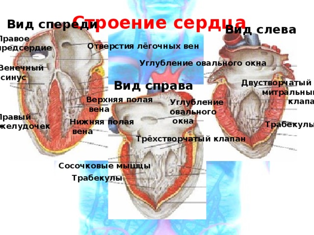 Строение сердца Вид спереди Вид слева Правое предсердие Отверстия лёгочных вен Углубление овального окна Венечный  синус Вид справа Двустворчатый – митральный клапан Верхняя полая  вена Углубление овального  окна Правый  желудочек Нижняя полая  вена Трабекулы Трёхстворчатый клапан Сосочковые мышцы Трабекулы 
