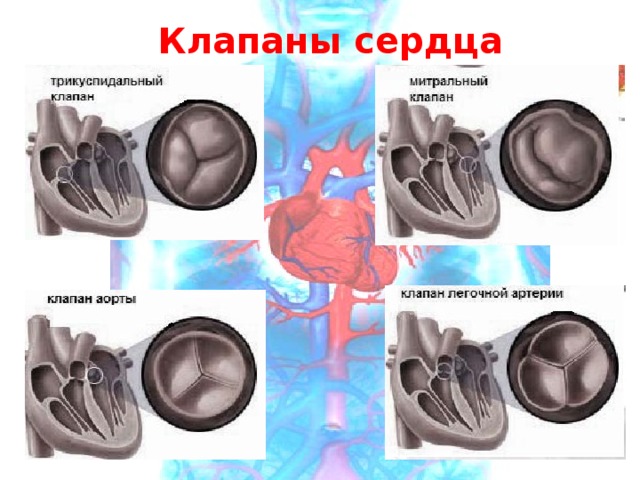 Клапаны  сердца 