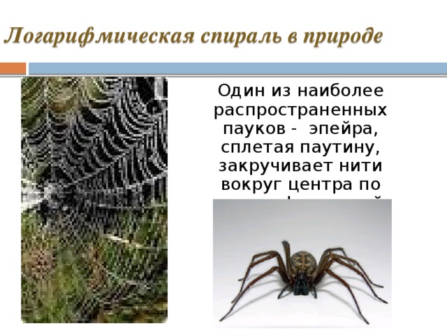 Логарифмическая спираль в природе Один из наиболее распространенных пауков - эпейра, сплетая паутину, закручивает нити вокруг центра по логарифмической спирали. 