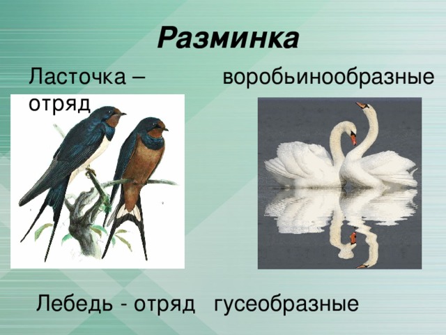 Разминка Ласточка – отряд воробьинообразные Лебедь - отряд гусеобразные 